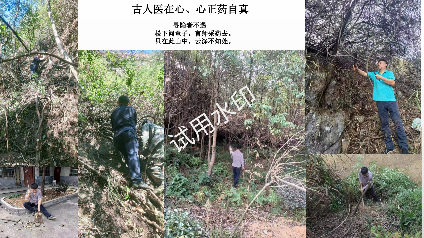 始于彭祖传承、源于正药正心_15.png